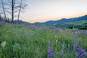 bridger canyon property for sale